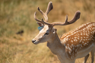 Little deer in a nature reserve with antlers looks at the camera, zoo