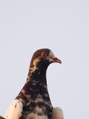 close up of a pigeon