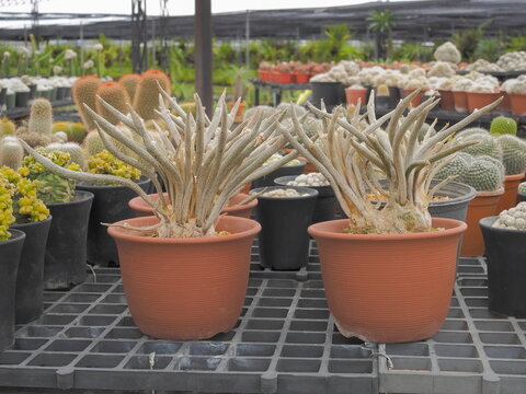Two Astrophytum caput-medusae f. nudum hort. cactus blossom in orange flower pots