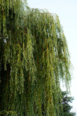 dense weeping willow in the countryside © aRTI01