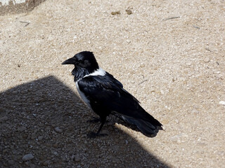 Corvus albus