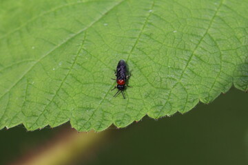  Eutomostethus ephippium - Sattelblattwespe
