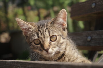 portrait of a small kitten