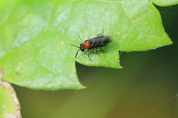  Sattelblattwespe - Eutomostethus ephippium