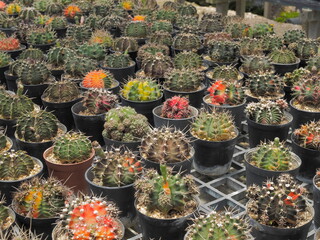 Soft focus many Gymnocalycium mihanovichii hybrid cactus blossom in flower pots with many cactus blurred in background.