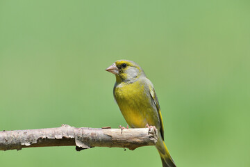 The european grenfinch sitting and eating sunflower and seeds on the feeder rack