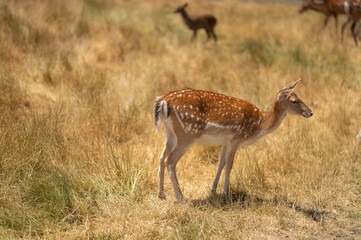 Little deer in a field or zoo or reserve, wildlife in Africa