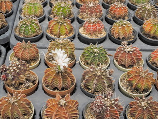 Gymnocalycium mihanovichii hybrid and white flower blossom in flower pot with many cactus blurred background.