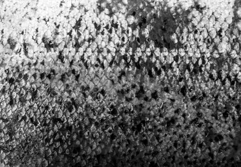 Fish Scales Texture Background, Macro Shot of Salmon Skin