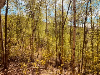Birch trees in Alaska