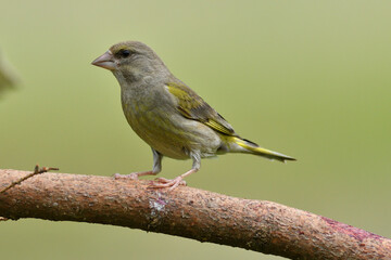 The european grenfinch sitting and eating sunflower and seeds on the feeder rack