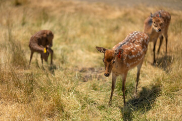 Deer in the steppe or field in Africa