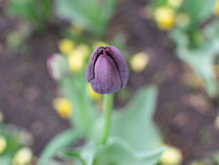 black and purple tulip flower or flowering tulipa with bokeh