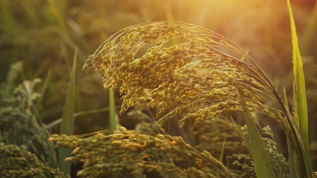 Growing millet. Close-up of millet in a field at sunset