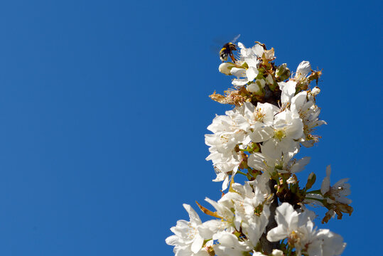 Spring Cherry Blossom, Prunus Cerasus Avium