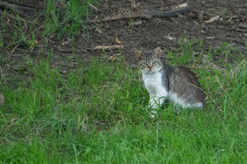 Katze