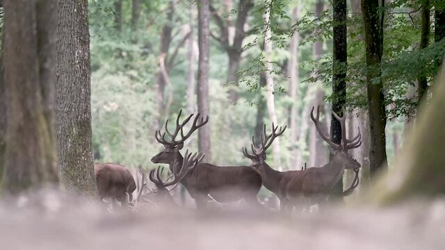 Cerf &eacute;laphe en for&ecirc;t