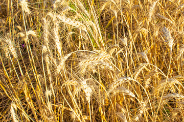 Wheat field close up