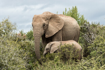Fototapeta na wymiar An elephant cow standing close together with her little calf in the thick bushes in Addo Elephant Park, South Africa