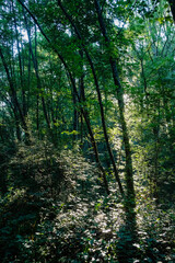 Rai de lumière dans une forêt