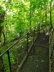 Plakat path in the forest