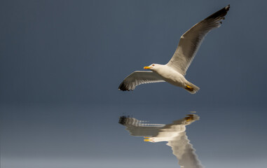 Seagull in flight. It flies over the water. Water reflection