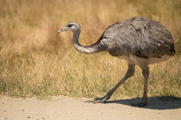 A huge ostrich runs across the African savannah