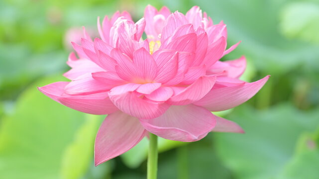9 Best 蓮根の花images Stock Photos Vectors Adobe Stock 9 Best 蓮根の花images Stock Photos Vectors Adobe Stock