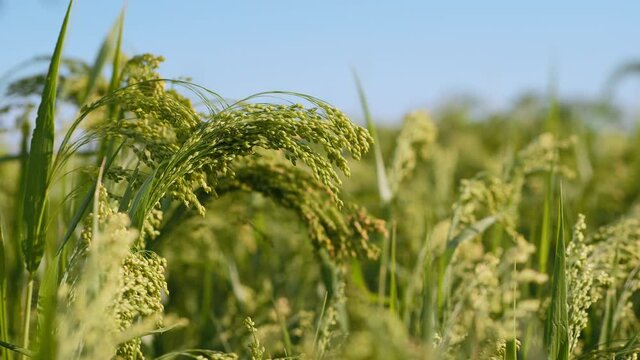 Growing millet in agriculture, close-up of a ripening brush of millet in the field