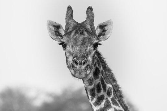 A close up of a curious female Giraffe all focused on the camera.