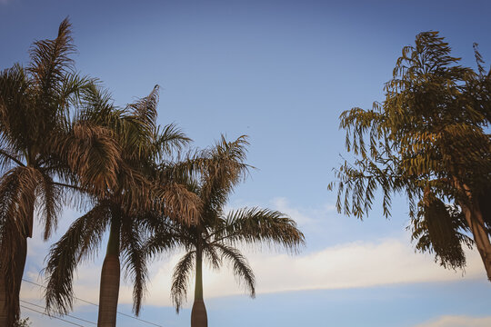 palm trees against the blue sky