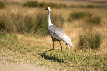 Fototapeta premium While-naped crane on the background of a shroud, zoo or nature reserve, preserving the species in the red book