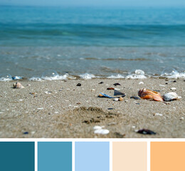 Fototapeta na wymiar Seashells on the wet beige sand on the beach, blue blurred background of waves of the sea water. Shallow depth of focus. Color palette swatches, natural combination of colors. Fresh summer spirit.
