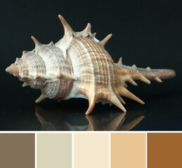 Close up beautiful delicate colorful beige brown orange spiral conch shell on black background. Color palette swatches, natural combination of colors, inspired by nature.