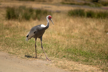 Obraz na płótnie Canvas While-naped crane in the steppe, listed in the red book