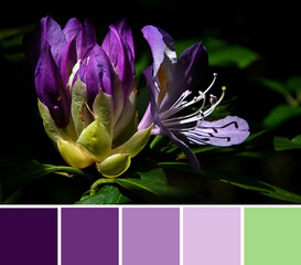 Rhododendron ponticum (pontic rhododendron, Strandzha zelenika) - the violet blossom of the shrub. Color palette swatches, natural combination of green and violet colors, inspired by nature.