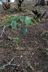 Fototapeta premium Árbol de Café 