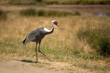 While-naped crane in the steppe, listed in the red book © Anton