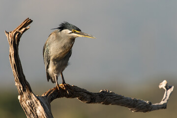 A Green-backed Heron sitting perched on a dead branch looking for prey in the pond below