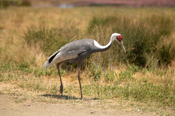 While-naped crane on the background of a shroud, zoo or nature reserve, preserving the species in the red book