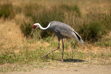 Obraz premium While-naped crane in the steppe, listed in the red book