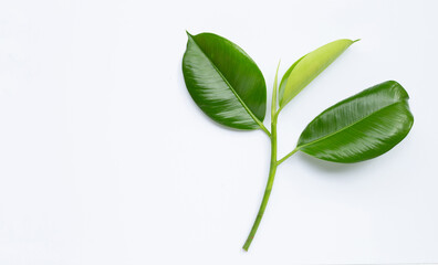 Rubber plant leaves on  white background.