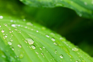 Rain water dew drops on leaf