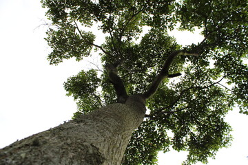 Árbol 