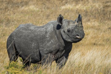 A Black Rhino standing alert in the yellow dry grassland in Africa