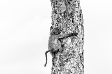 A young Chacma Baboon climbing down a tree trunk and trying to hug the tree.