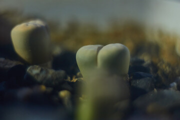 Closeup green leaf of succulent plant with soft focus and blurred background ,macro image ,sweet color