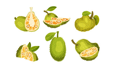 Ripe Bright Green Jackfruit with Seed Coat and Fibrous Core Whole and with Cut Section Vector Set