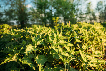 Twigs Of Wild Plant Nettle - Stinging Nettle - Urtica Dioica In Summer Spring Meadow At Sunset Sunrise. Close Up