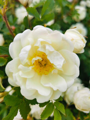 Wild white rose